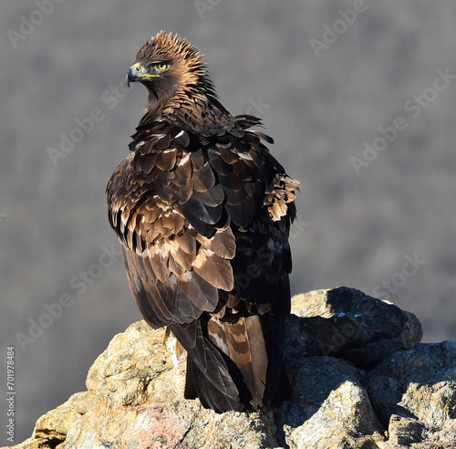 un aguila real en españa