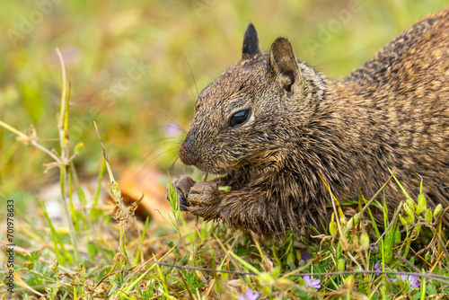 California ground squirrel (Spermophilus beecheyi) holding a leaf in its paws.  photo