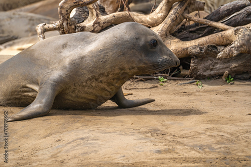 Elephant seal on the beach. Wildlife photography.
