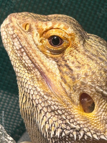 A closeup photo of an ornate bearded dragons face