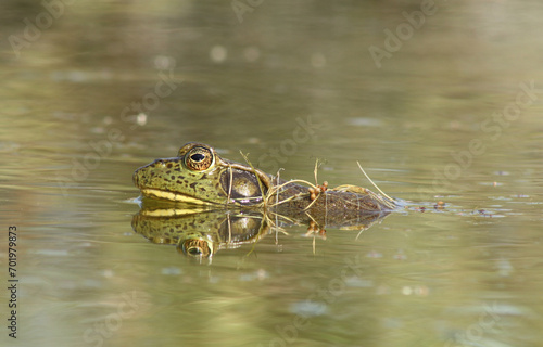 Adult male American Bullfrog (Rana catesbeiana / Lithobates catesbeianus) floating in an irrigation pond in the New Mexico desert. 