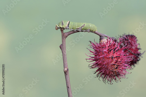 A great mormon butterfly caterpillar is eating a ripe rambutan fruit on a tree. This insect has the scientific name Papilio memnon. 