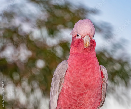 Galahs are a pink and grey coloured cockatoo found in most areas of Australia. They are a highly intelligent, social and adaptable parrot.