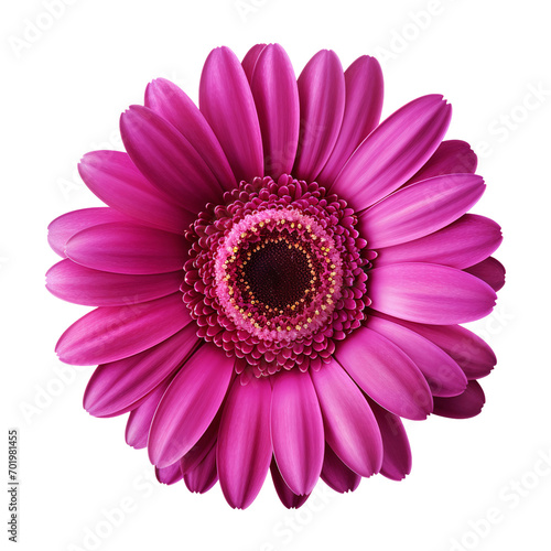 Single pink gerber daisy isolated on white, transparent background