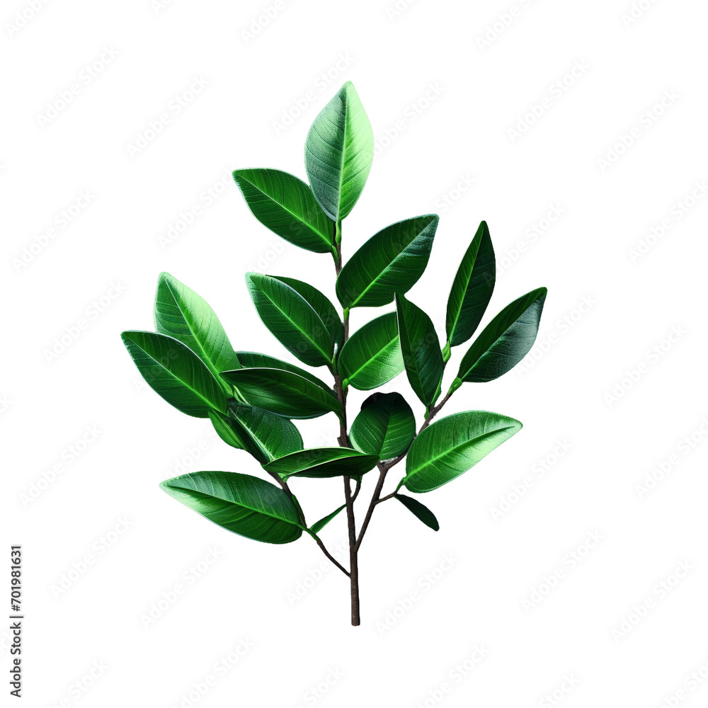 green leaves isolated on white green leaves isolated on white