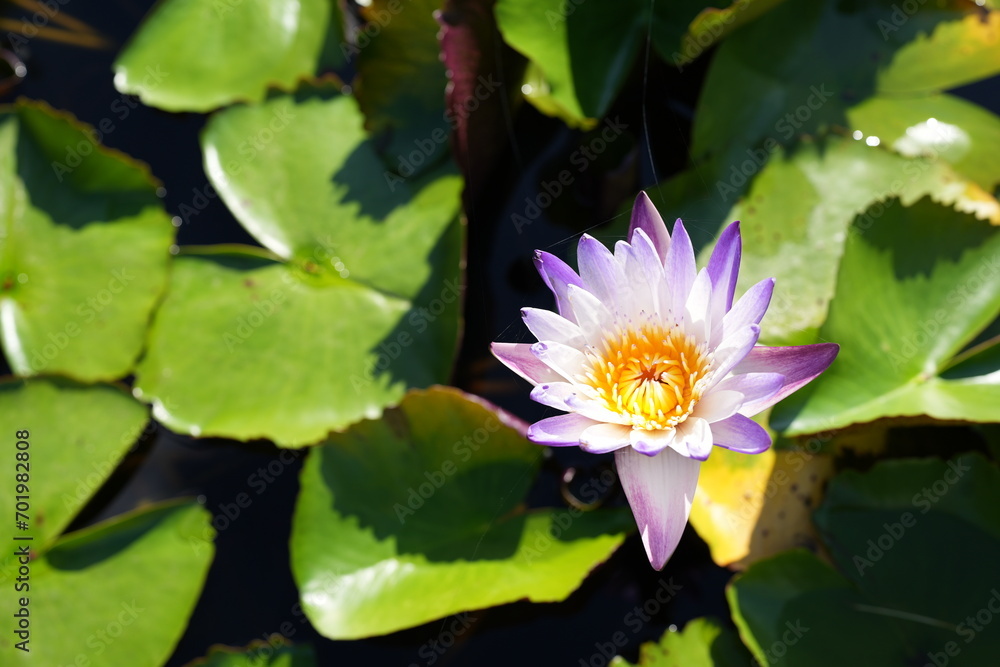 Beautiful lotus flowers in the pond Beautiful lotus flowers in the pond