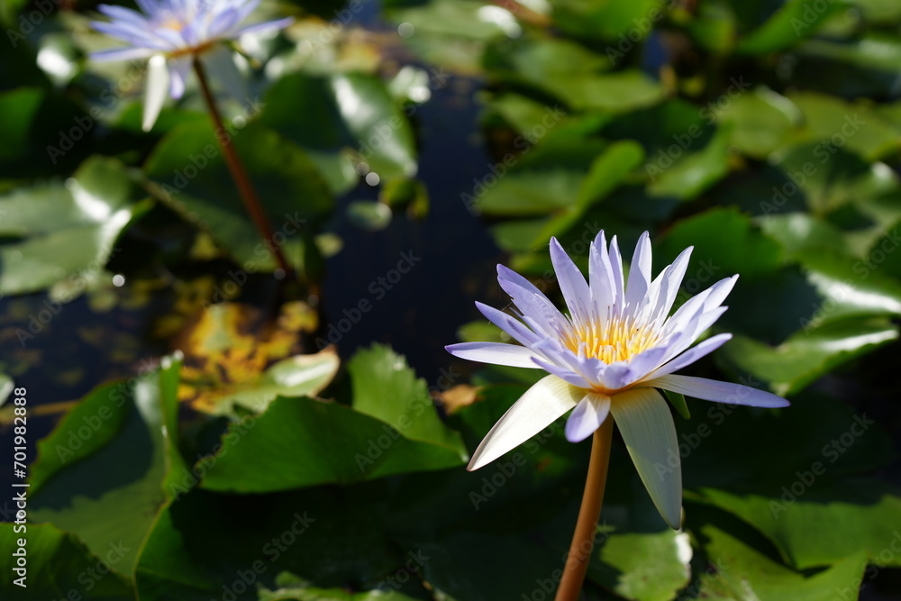Beautiful lotus flowers in the pond Beautiful lotus flowers in the pond