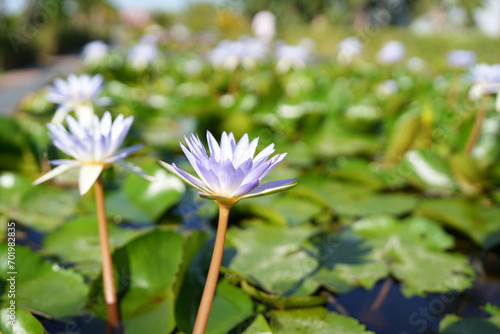 Beautiful lotus flowers in the pond