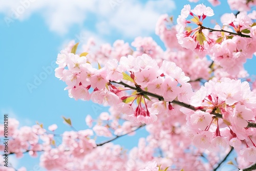 Beautiful pink Cherry blossoms with selective focus under blue sky spring season Sakura flowers in the park Flora pattern texture nature floral background