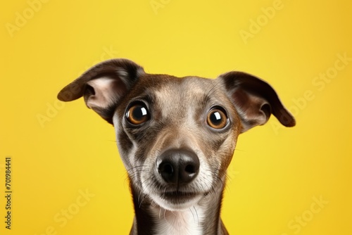 Funny Italian greyhound with a big nose posing for a close up portrait expressing love for animals and promoting care for their health