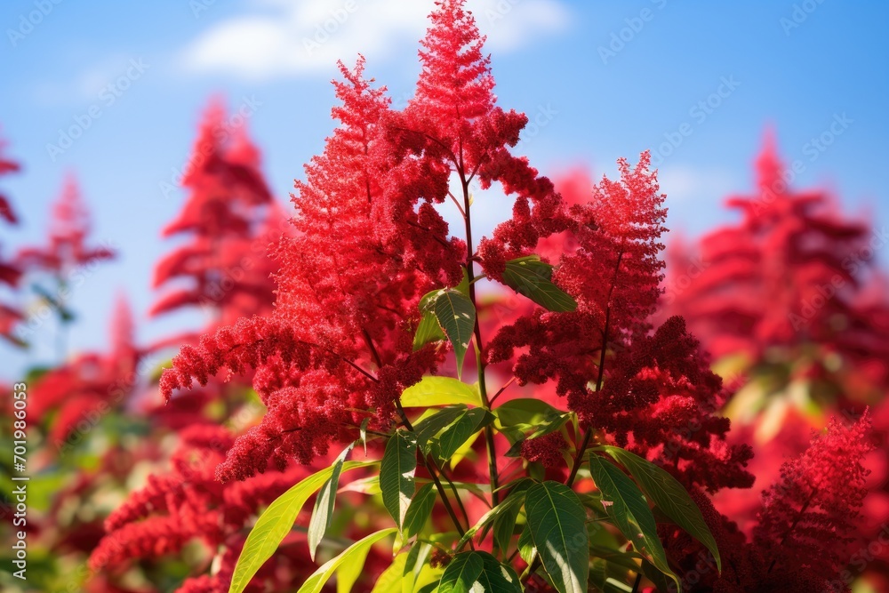The red flower of the Rhus typhina an ornamental sumac tree The red flower of the Rhus typhina an ornamental sumac tree