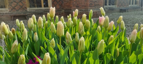white tulips blooming #701987227