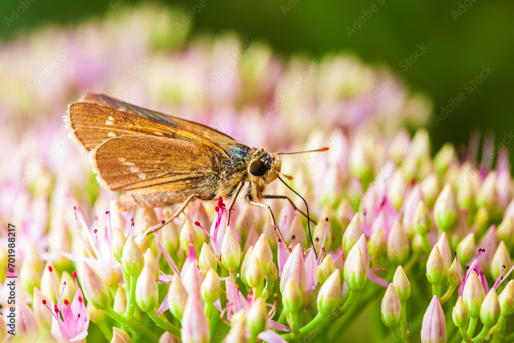Rice skipper butterfly, A butterfly is on the flower Rice skipper butterfly, A butterfly is on the flower