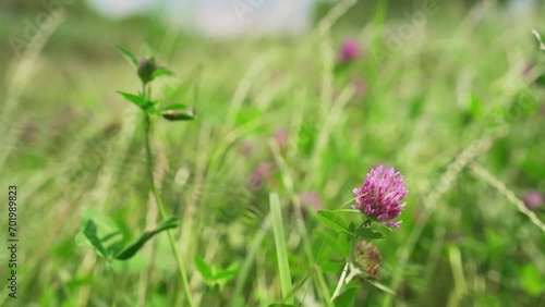 Close up view of a red clover in a green meadow photo