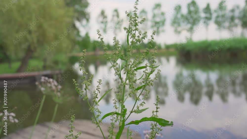 Close up view of common orache on the shore of a lake Close up view of common orache on the shore of a lake