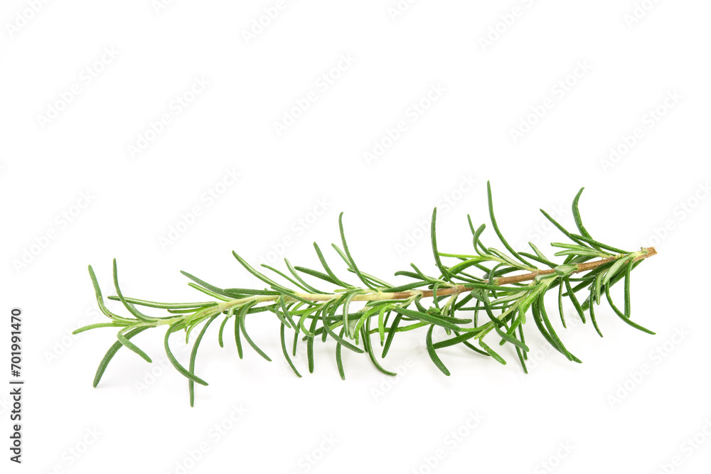 Rosemary sprig isolated on white background. Aromatic evergreen shrub