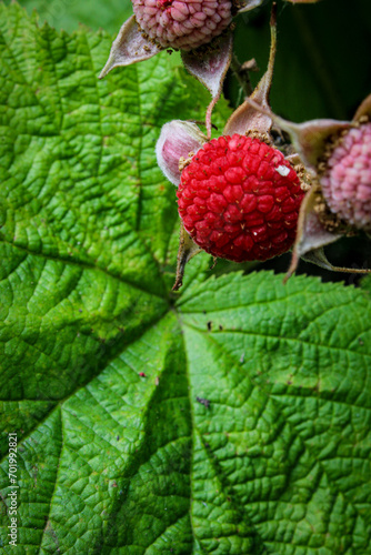 Wild Raspberry
