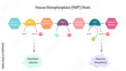hexose monophosphate shunt pathway vector illustration graphic photo