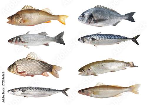 Different types of raw fish isolated on white, set