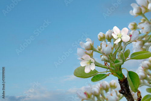 Blooming apple tree before blue sky in spring