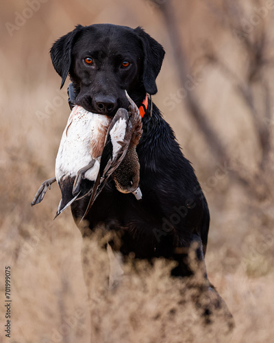 black labrador retreiver