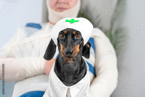 Dachshund doctor in suit sits against sick patient with lots of bandages. Domestic dog imagines working in private hospital taking care of people photo