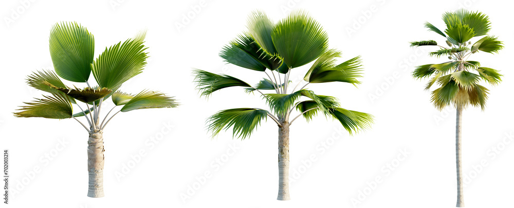 Pritchardia pacifica 4k png