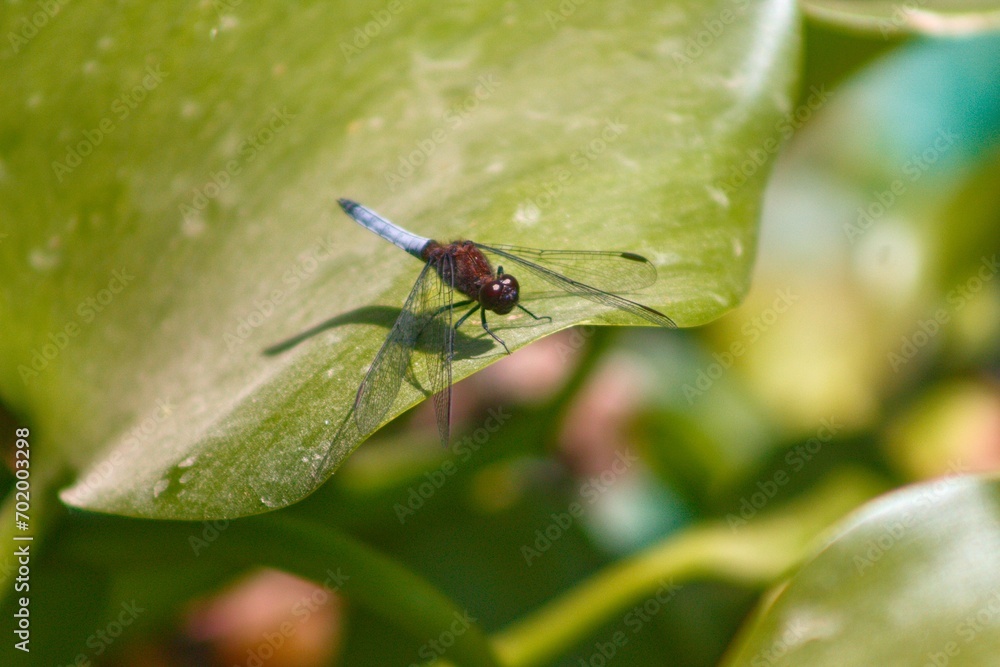 Fototapeta premium Libélula 