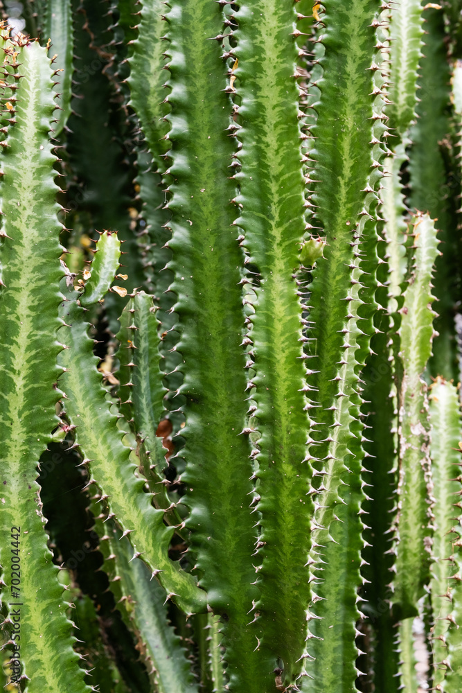 Tall Cactus. Group of big cacti plant. Tall Cactus. Group of big cacti plant.
