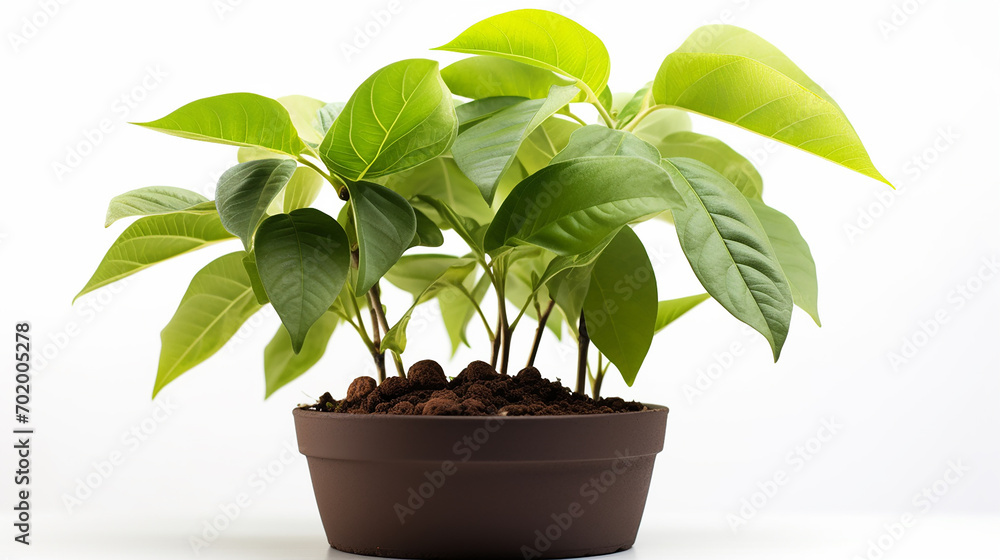 A young avocado tree in a pot of rich, loamy mix, its broad leaves promising growth A young avocado tree in a pot of rich, loamy mix, its broad leaves promising growth