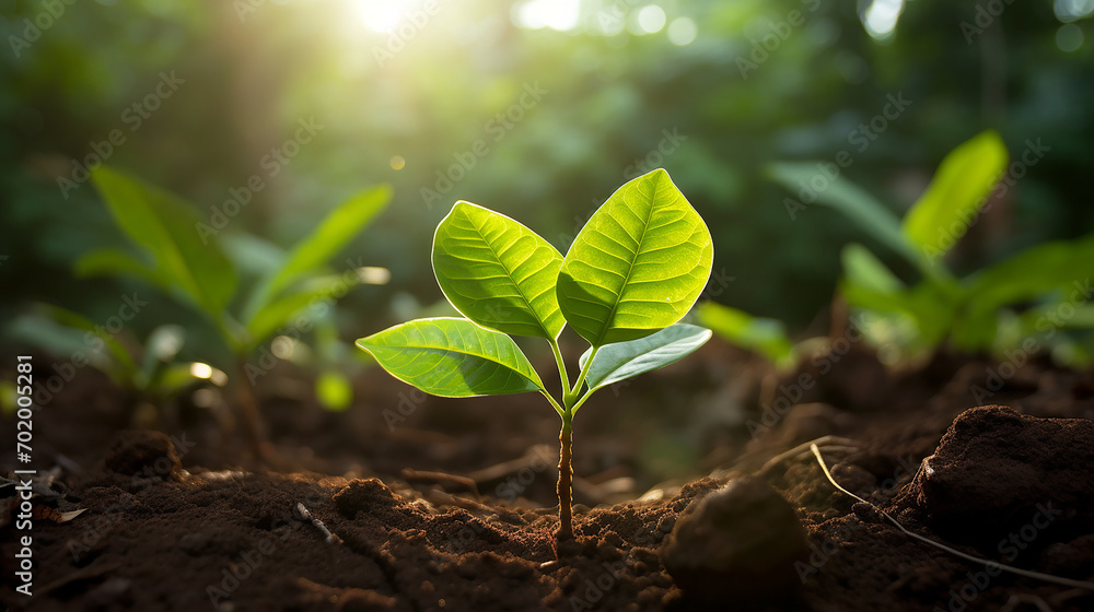 A young cocoa sapling grows in a tropical plantation with morning light A young cocoa sapling grows in a tropical plantation with morning light