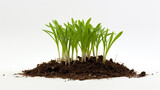 A sprout of chives in a mixture of compost and perlite, its slender leaves erect