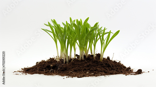 A sprout of chives in a mixture of compost and perlite, its slender leaves erect photo