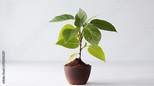 A young avocado tree in a pot of rich, loamy mix, its broad leaves promising growth photo