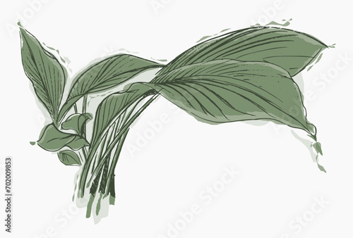 Green leaves of curcuma zedoaria plants. Nature concept with abstract background, hand-drawn illustration in ink.