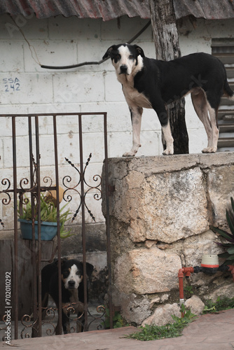 Deux chiens de la même famille, chien sur un muret © benjamin
