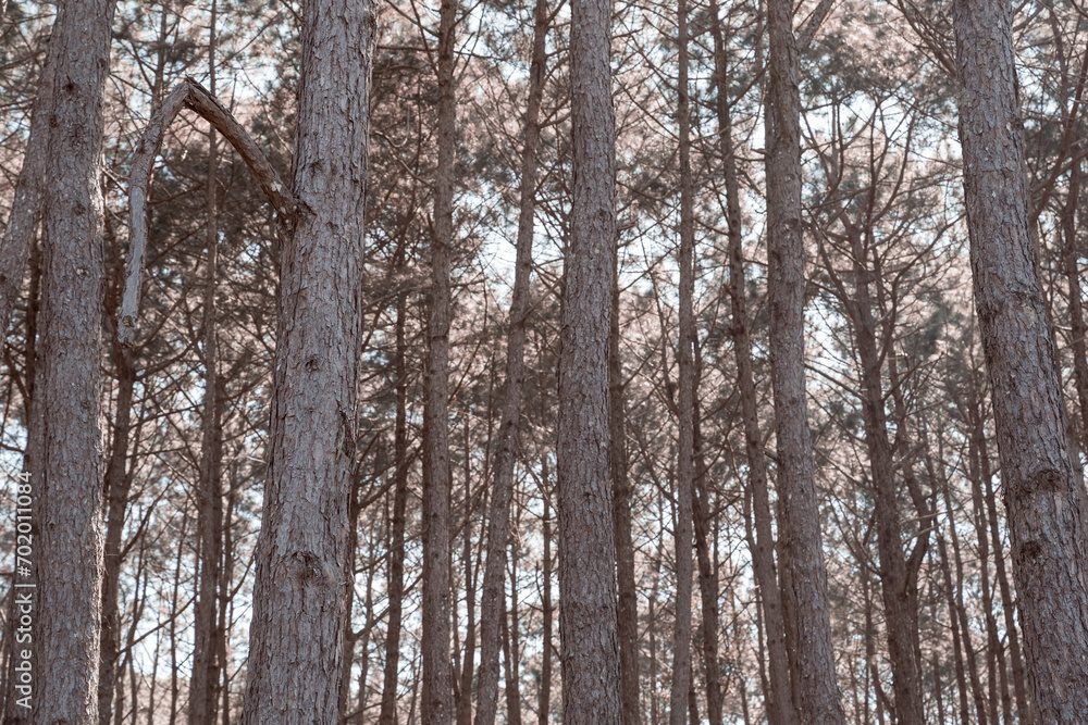 Wooded forest trees backlit by golden sunlight before sunset. A beautiful natural forest. Winter travel relax vacation concept. Wooded forest trees backlit by golden sunlight before sunset. A beautiful natural forest. Winter travel relax vacation concept.