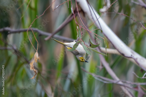 white-plumed honeyeater, Canberra, Australia, ACT, AUS