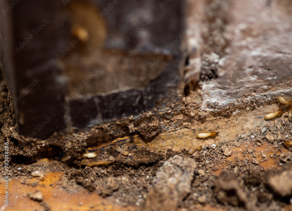 Close up of Termites Eating wood, (Termite damage house) Close up of Termites Eating wood, (Termite damage house)