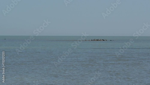 Caspian seal on the rookery in the Northern part of the Caspian sea photo