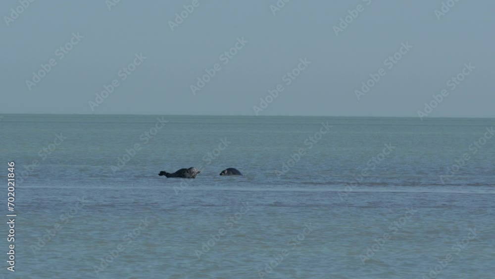 Caspian seal on the rookery in the Northern part of the Caspian sea Caspian seal on the rookery in the Northern part of the Caspian sea
