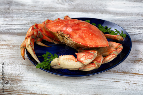 Close up side view of a single cooked large Dungeness crab and dark blue plate