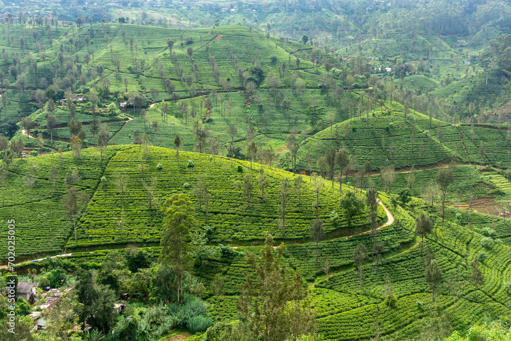 Highland tea plantations on the island of Sri Lanka.
