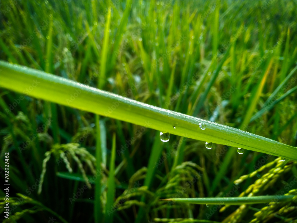 Dew Drops on paddy with Blur Background. Closeup Of Dew Drops. Dew Drops on paddy with Blur Background. Closeup Of Dew Drops.