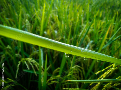 Dew Drops on paddy with Blur Background. Closeup Of Dew Drops.