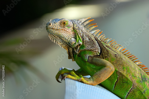 Wallpaper Mural Beautiful Green iguana is laying on the lounge bed in the garden. Torontodigital.ca