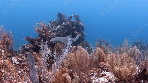 Nurse Shark on Coral Reef