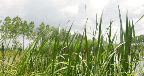 Close up view of blades of grass fluttering in wind on a shore of a lake photo