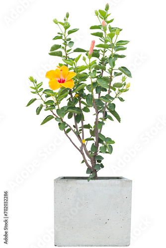 Yellow hibiscus flower, chinese rose or thailand call chaba bloom in cement pot in the garden isolated on white background included clipping path. photo