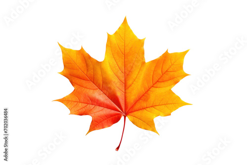 Single fallen leaf isolated on transparent background. PNG file.
